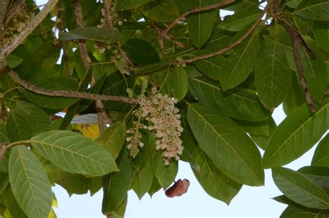 草梧桐|Sterculiaceae